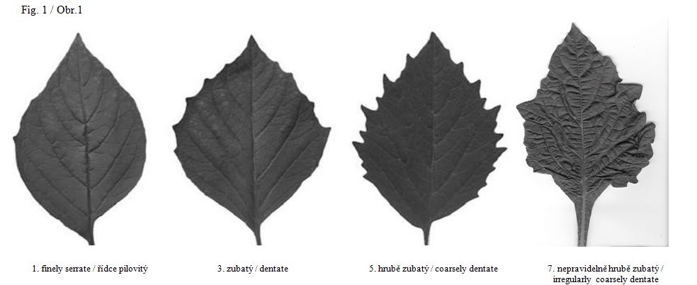 007 Leaf - shape of margin