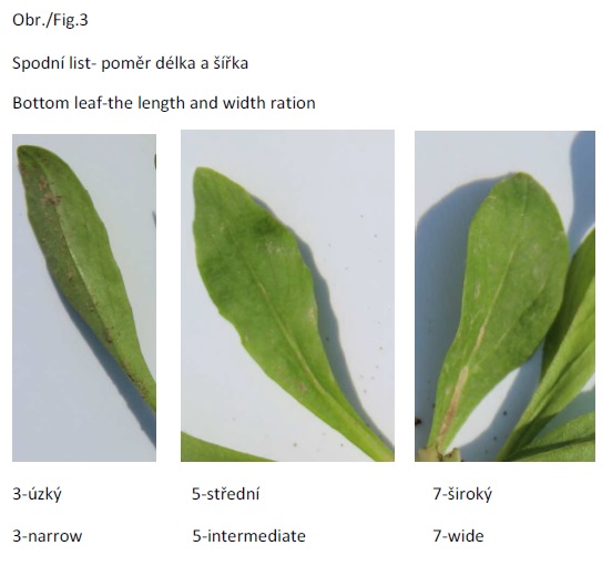 012_BOTTOM_LEAF_THE_LENGTH_AND_WIDTH_RATION