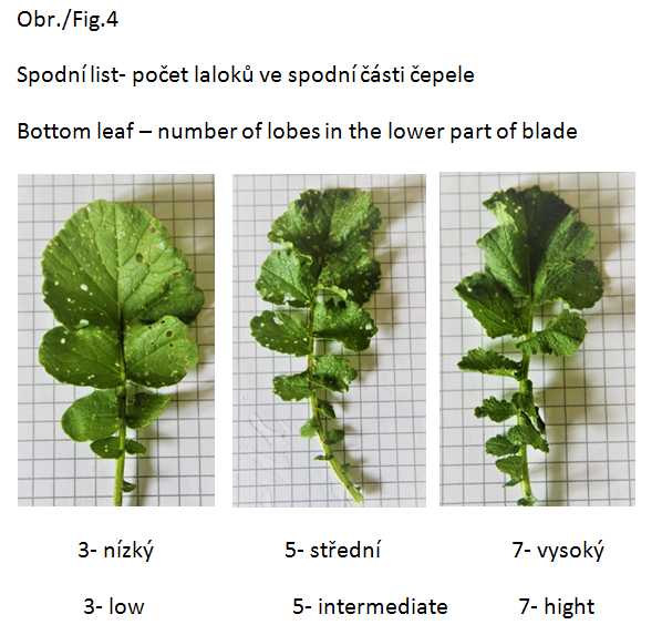 016 Bottom leaf - number of lobes in the lower part of blade