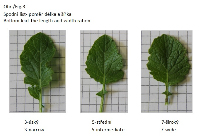 015 Bottom leaf - the length and width ration