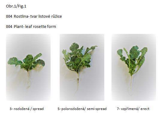 004  Plant - leaf rosette form